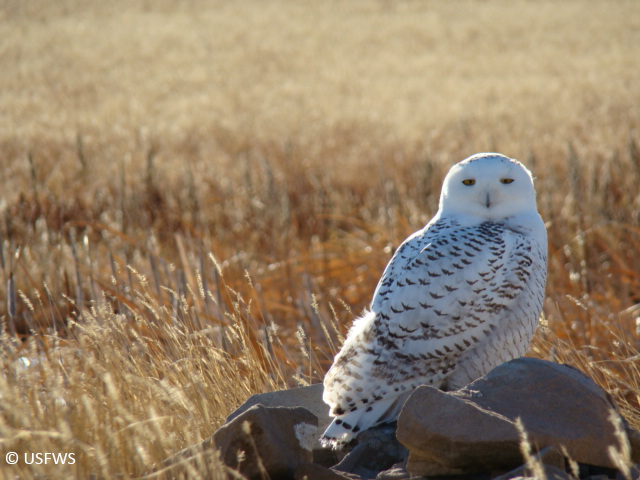 Snowy Owl by USFWS