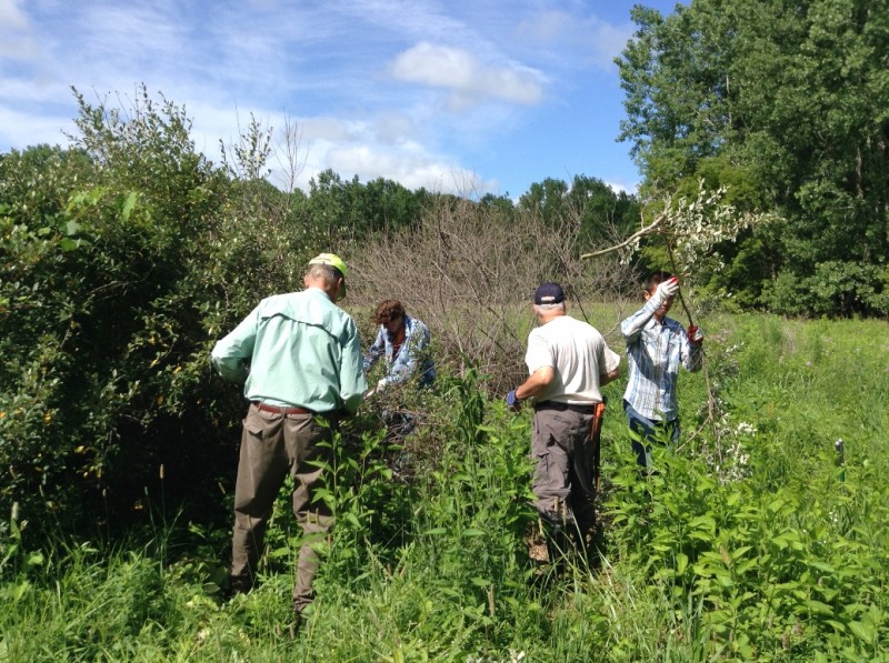 Volunteers remove invasive plants during workdays