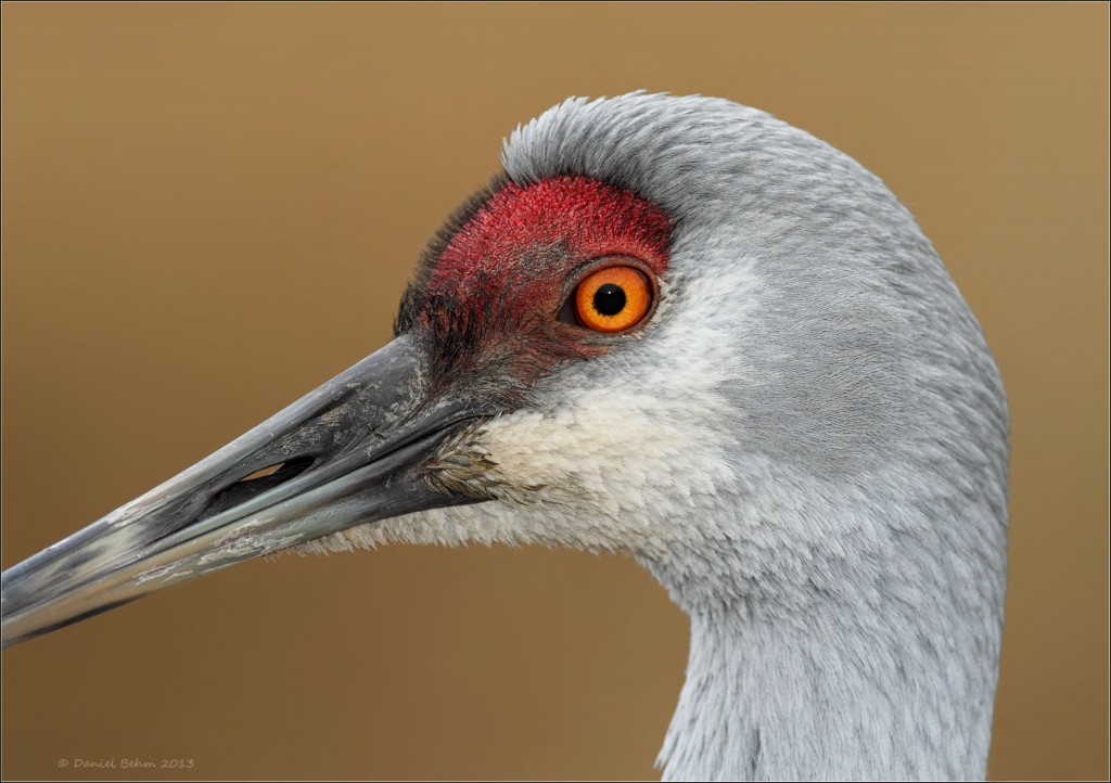 Conservation: Sandhill Crane portrait (Daniel Behm)