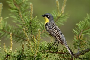 A male Kirtland's Warbler perches on a pine branch with faded pine branches and green in the background.