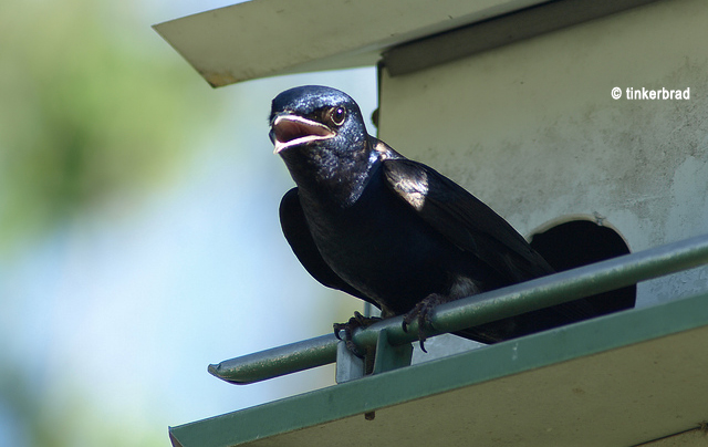 Male Purple Martin perching on a Purple Martin bird house, beak open. Photo by tinkerbrad via flikr.