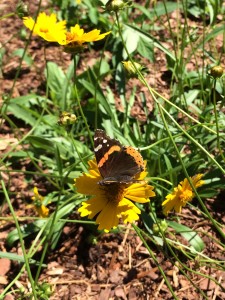 Native Sand Coreopsis (Coreopsis lanceolata) and Red Admiral butterfly.
