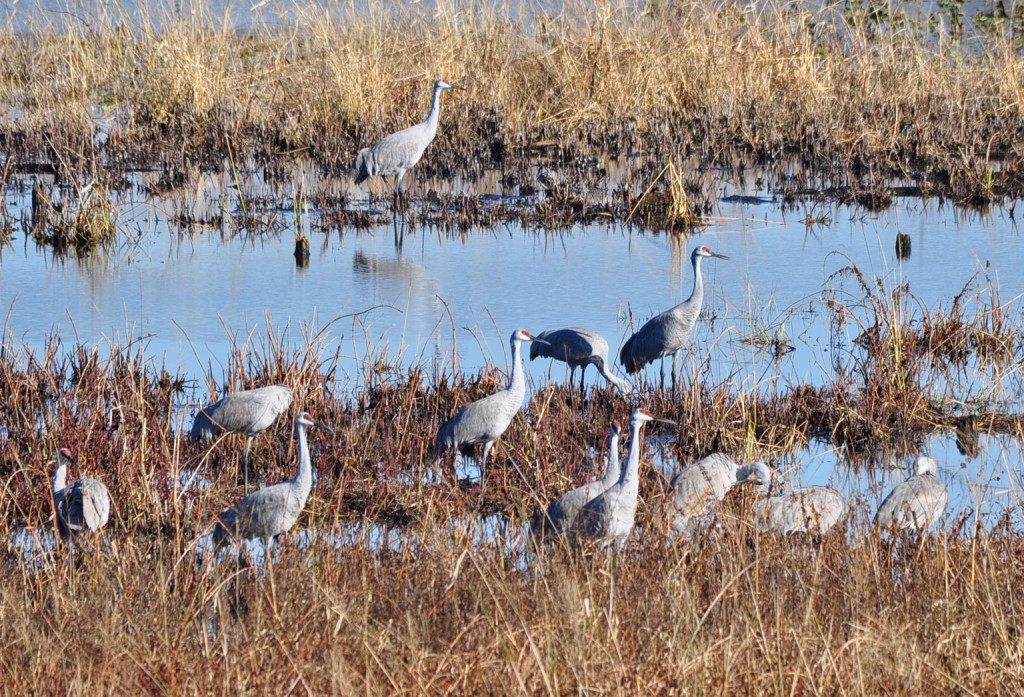 Thousands of Greater Sandhill Cranes use Bernard W. Baker Sanctuary as a fall migration stopover site.