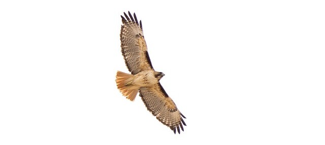 Red-tailed Hawk flying