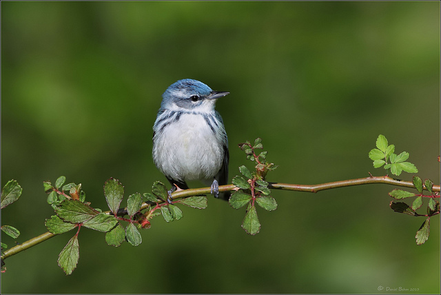 Image: A little blue bird, a Cerulean Warbler, is perching on a thin branch. The background is a blurry green. Photo copyright Daniel Behm and used with permission.