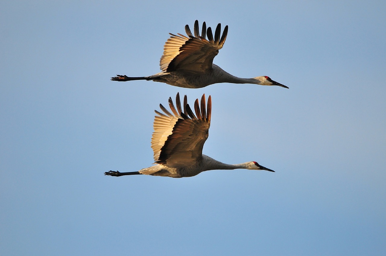 Image: Shows two large cranes flying to the right against a blue sky. Photo public domain.