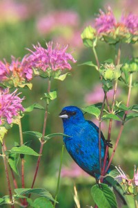 Indigo Bunting in Wild Bergamot by Roger Ericksson