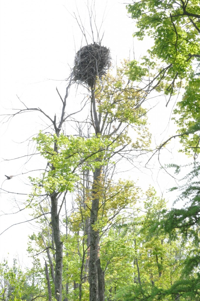 Mabelle Isham Shagbark Trails contains an active bald eagle nest that successfully fledged two chicks in 2015. Photo credit Rachelle Roake.