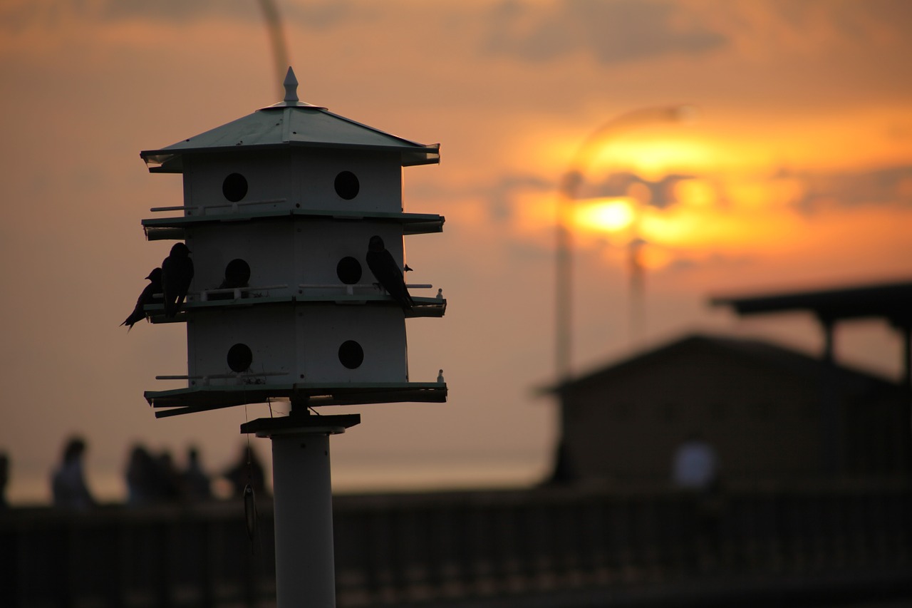 Image shows Purple Martin house against a sunset. Photo public domain.