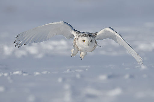 Image shows a female Snowy Owl flying across open snow. Photo copyright Kellogg Biological Station Bird Sanctuary
