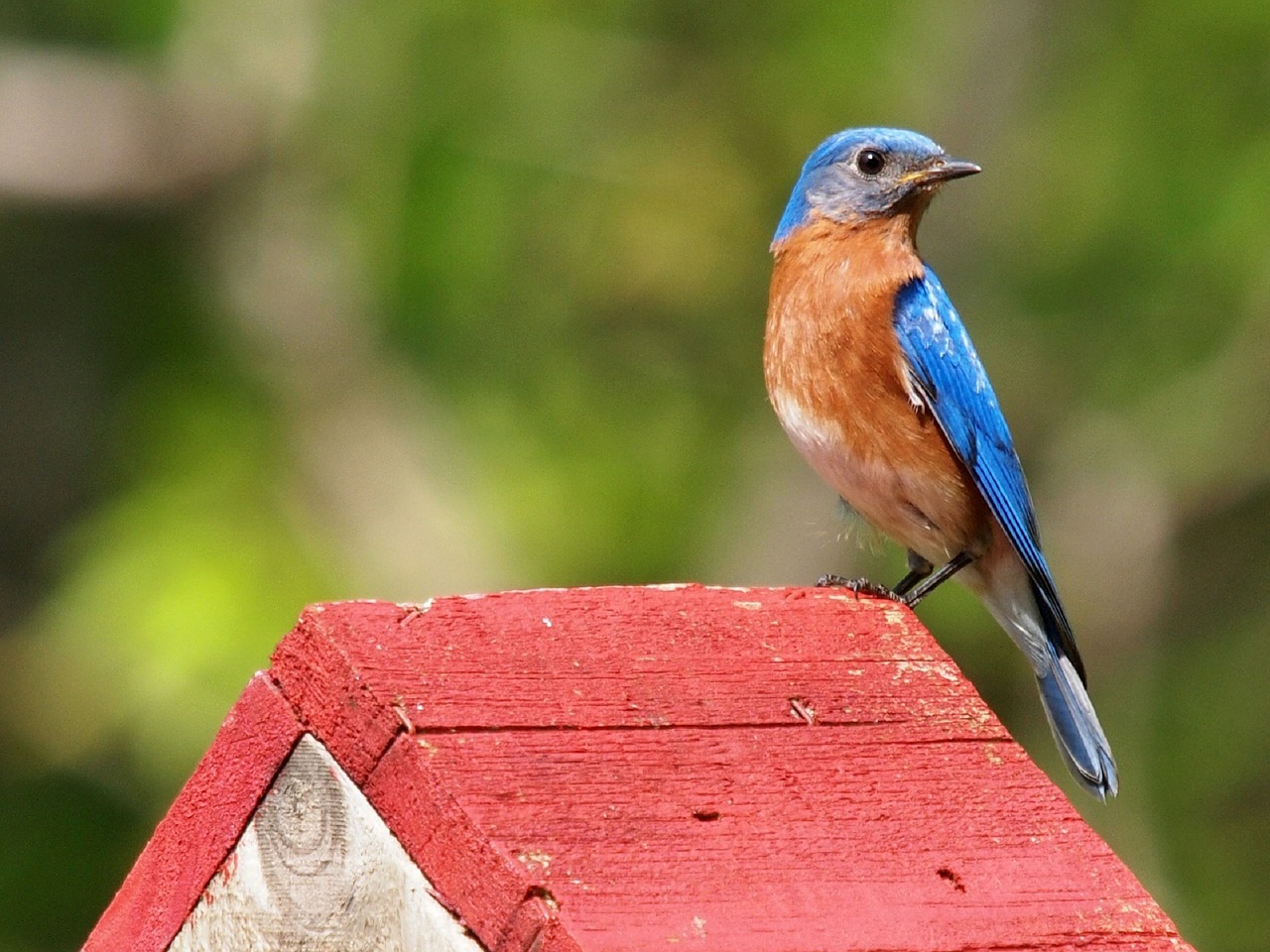 Image shows a male Eastern Bluebird perching on the roof of a red birdhouse, with a green blurry background. Photo is public domain.