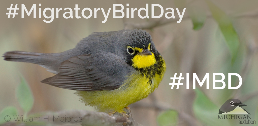 Image shows a Canada Warbler, has words in a white font that read "#MigratoryBirdDay" and "#IMBD" Photo copyright William H. Majoros, creative commons use.