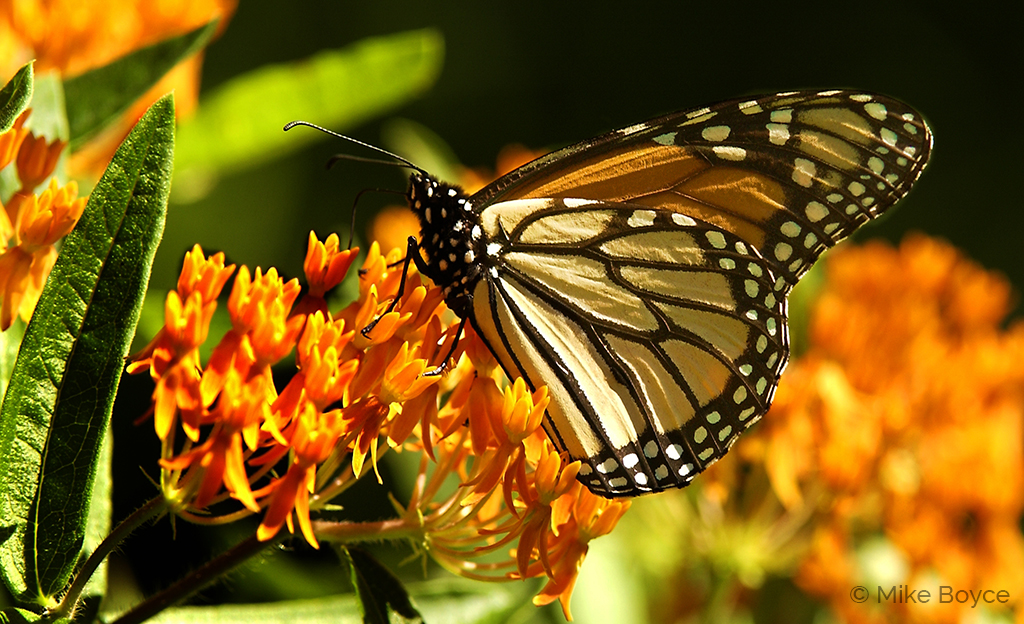 Monarch Butterfly on milkweed by Mike Boyce (Monarch Buterflies)