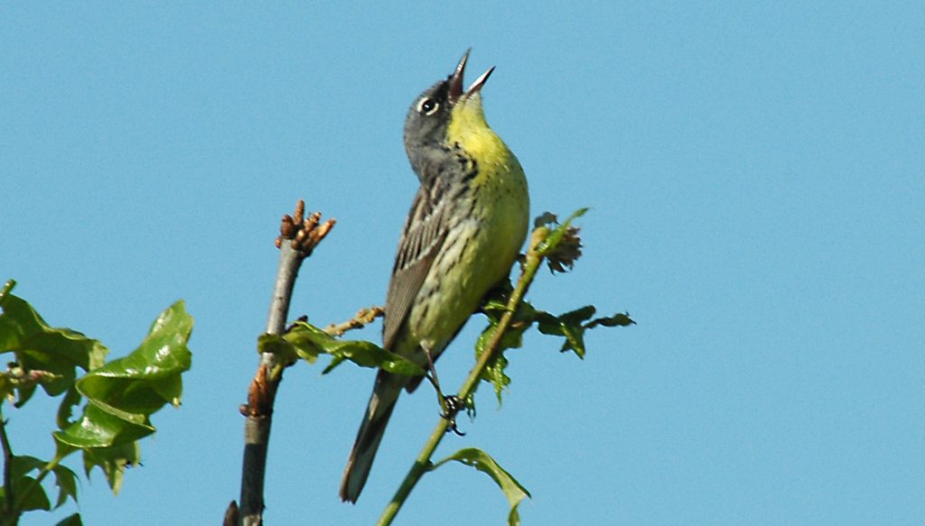 Image shows a Kirtland's Warbler perching on a branch and singing. Free Kirtlands Warbler Tours!