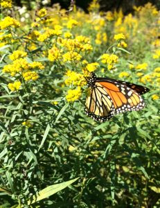 Monarch butterfly on grass-leaved goldenrod