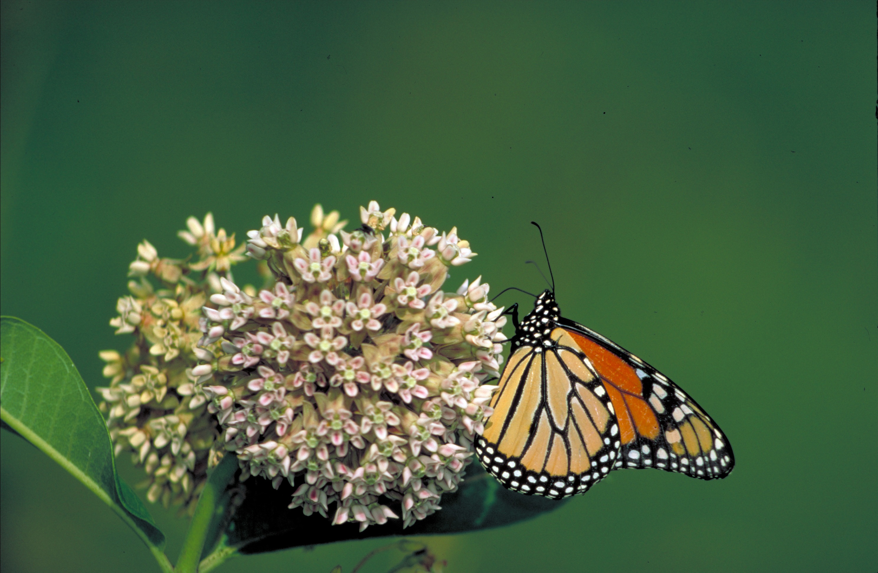 Image shows a Monarch Butterfly perching on pale milkweed flowers with a soft green background.