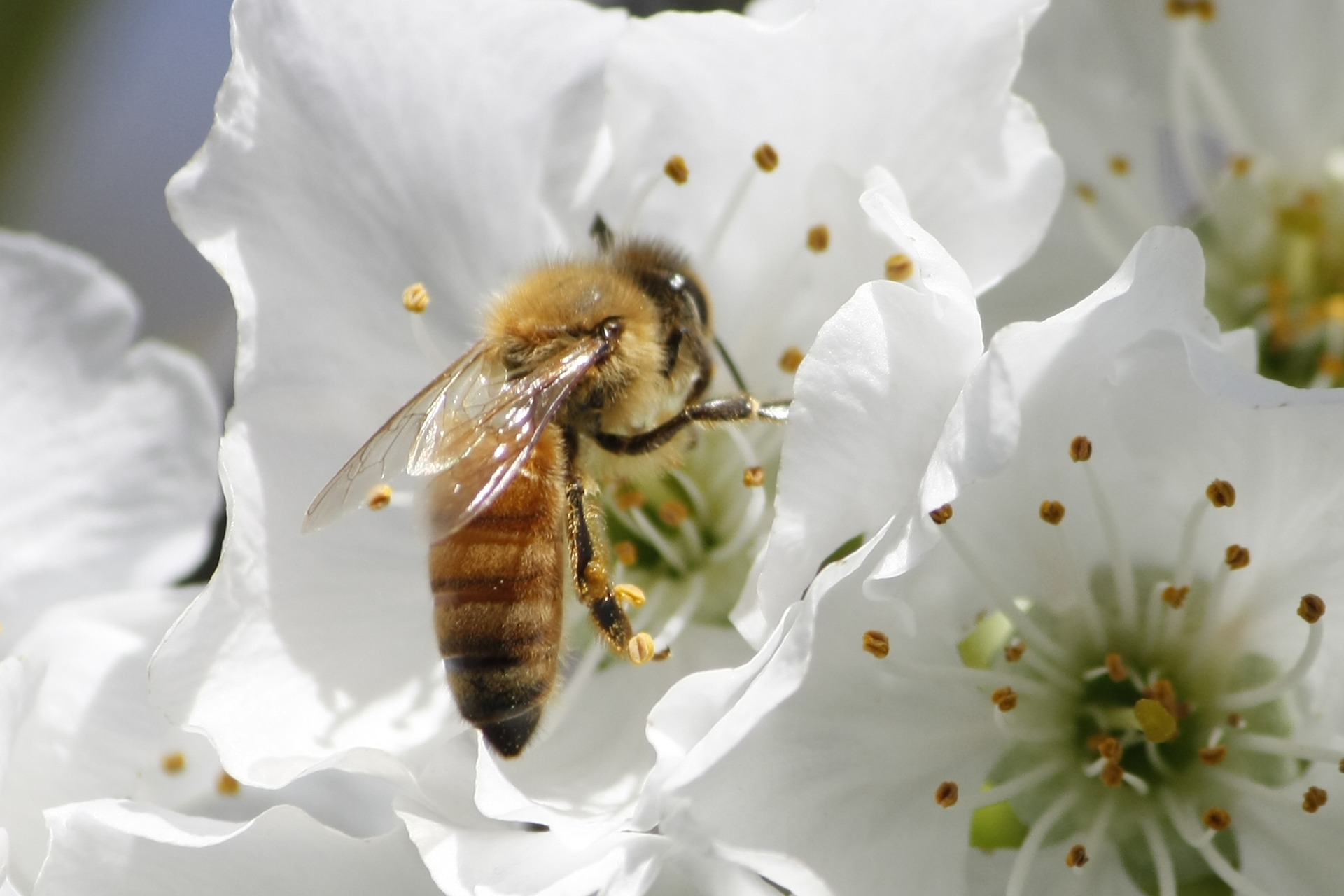 Image shows a honey bee perching on a white flower.