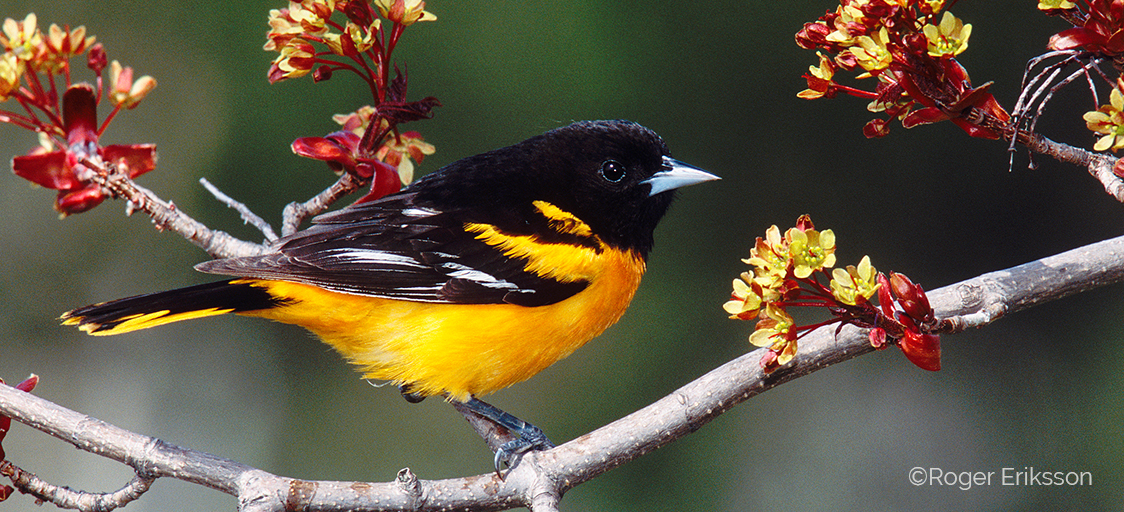 Image shows a male Baltimore Oriole perching on a branch, surrounded by red-yellow flowers.