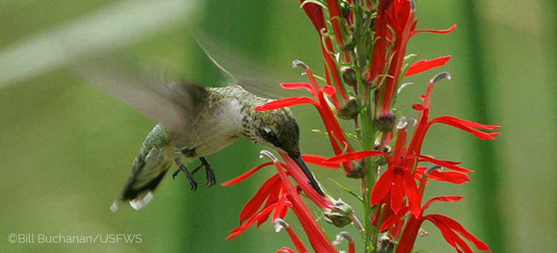 Image shows a female Ruby-throated Hummingbird drinking from a red Cardinal flower, with a soft green background. 