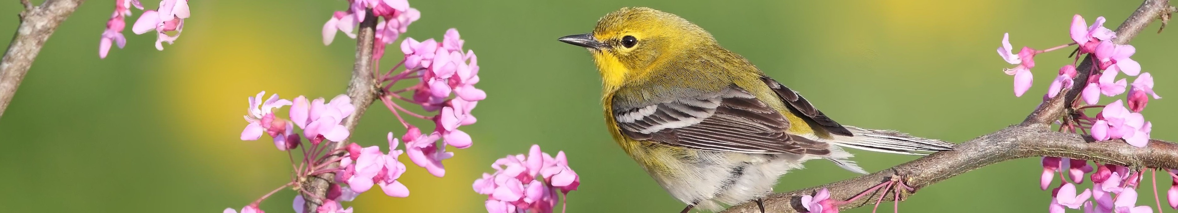 Tawas Bird Fest Michigan Audubon