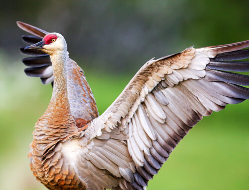 A Plea From the Anishinaabek People: Keep the Sandhill Crane OFF the Game Species List in Michigan