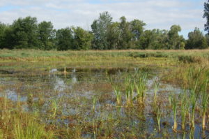 Restored wetland at Phyllis Haehnle Memorial Sanctuary.