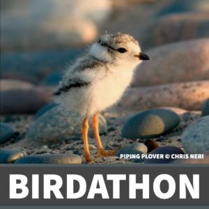 Donate to 2024 Birdathon