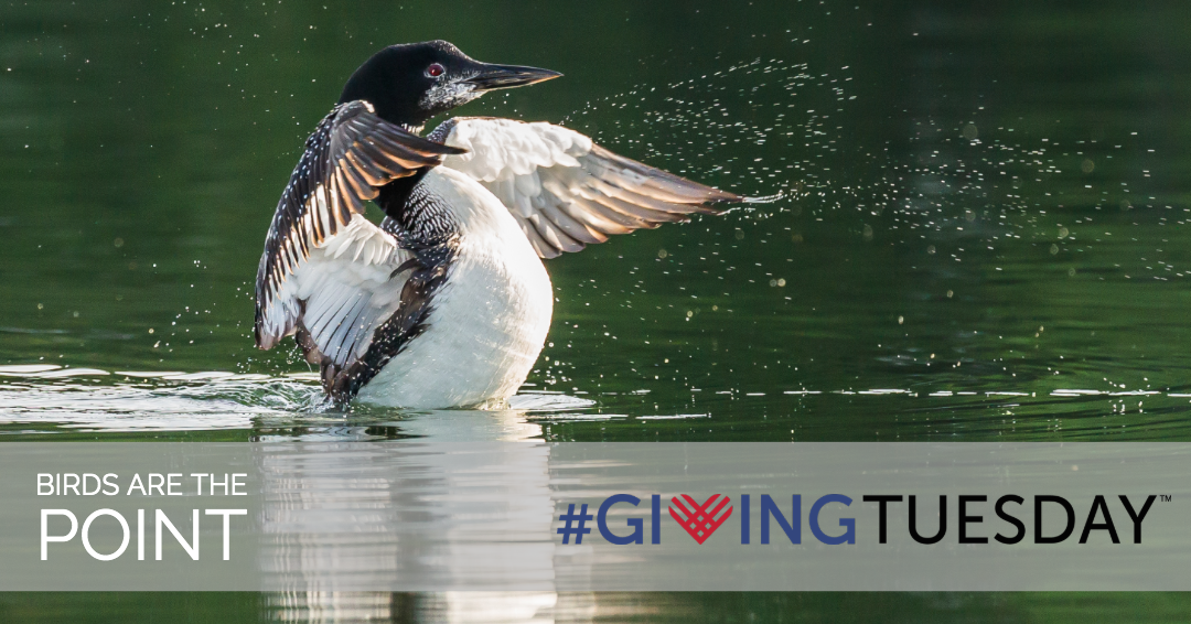 Support Birds And Their Habitats In Michigan On Givingtuesday Michigan Audubon,Thermofoil Cabinets Peeling