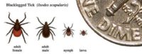 Blacklegged tick size comparison.