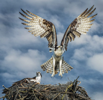 Osprey taking flight from nest.