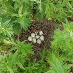 Mallard nest in garden.