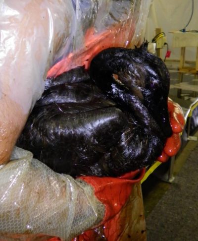 A heavily oiled Canada Goose from the 2010 Kalamazoo River oil spill.