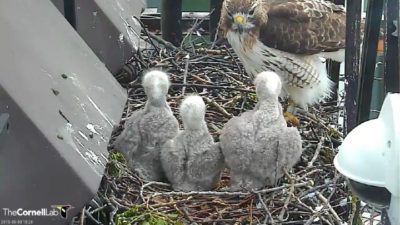 Cornell Lab's LIVE Red-tailed Hawks NestCam