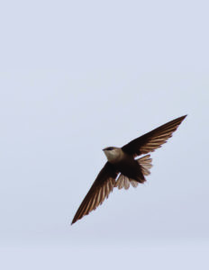 Chimney Swift