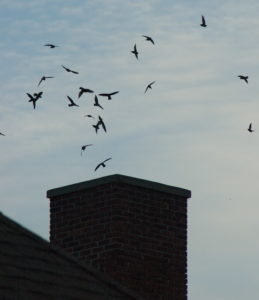 Chimney Swifts coming in to roost at sunset.