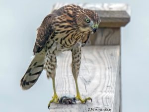 Juvenile Cooper's Hawk. 