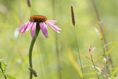 Purple coneflower at Bernard W. Baker Sanctuary by Jerry Engelman