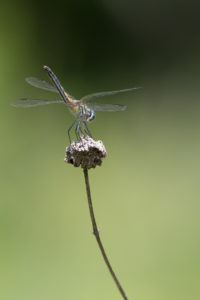 Dragonfly at Bernard W. Baker Sanctuary by Jerry Engelman