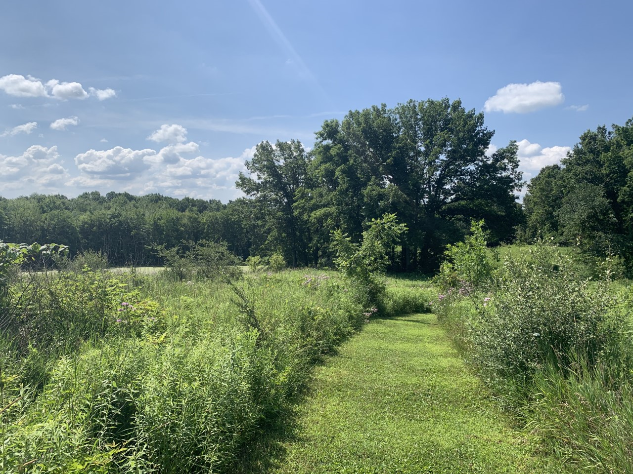 A trail at Bernard W. Baker Sanctuary by Molly Engelman