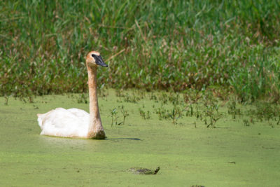 Trumpeter Swan with turtle at Bernard W. Baker Sanctuary by Jerry Engelman