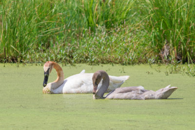 Trumpeter Swans at Bernard W. Baker Sanctuary by Jerry Engelman