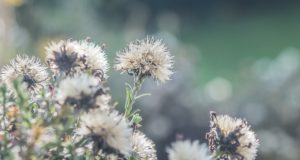 Aster seedheads.