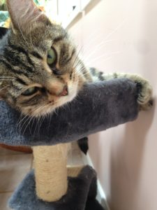 Gigi lounging on her cat tree.