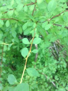 Japanese barberry