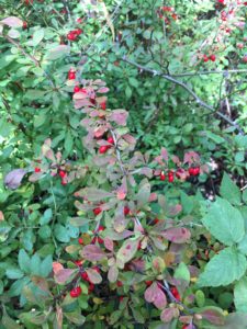 Japanese barberry