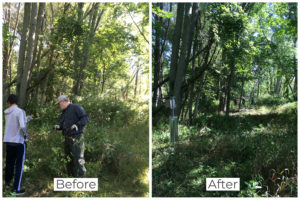 Japanese barberry before and after photo at Capital City Bird Sanctuary.