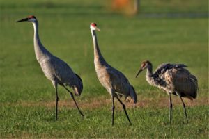 During the fall, you’ll typically see groups of three cranes. These groups of three are likely the parents and their young, or this year’s colt. 
