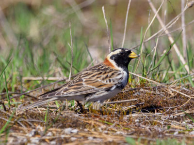 Lapland Longspur