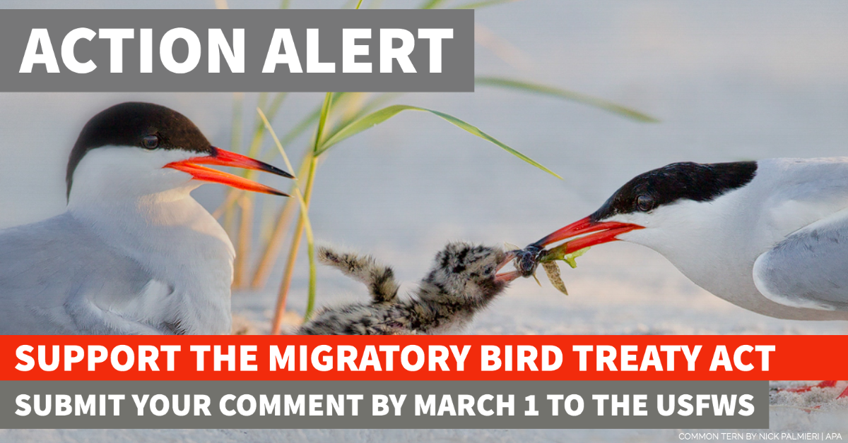 Public Comments Heard for the Migratory Bird Treaty Act Until March 1