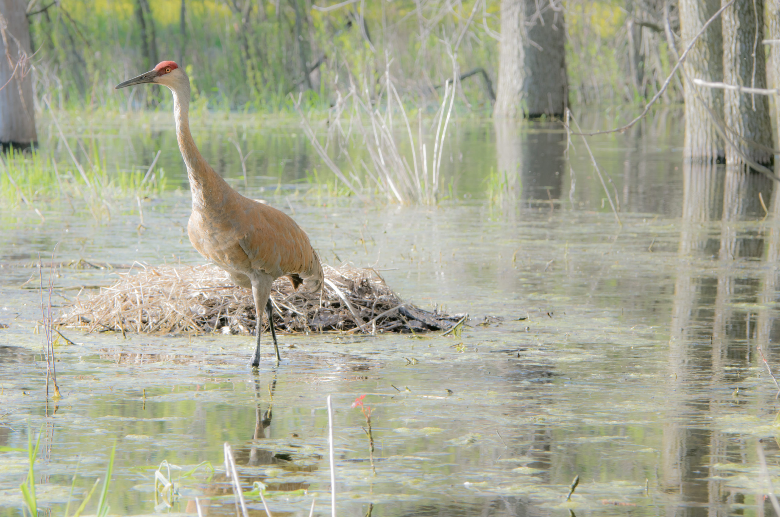 Why the Sandhill Crane is Not a Suitable Game Species - Michigan